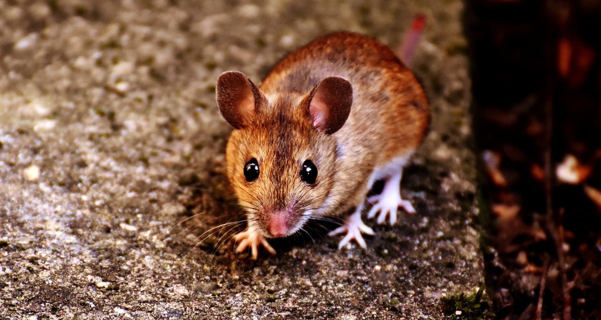Мыши вредители