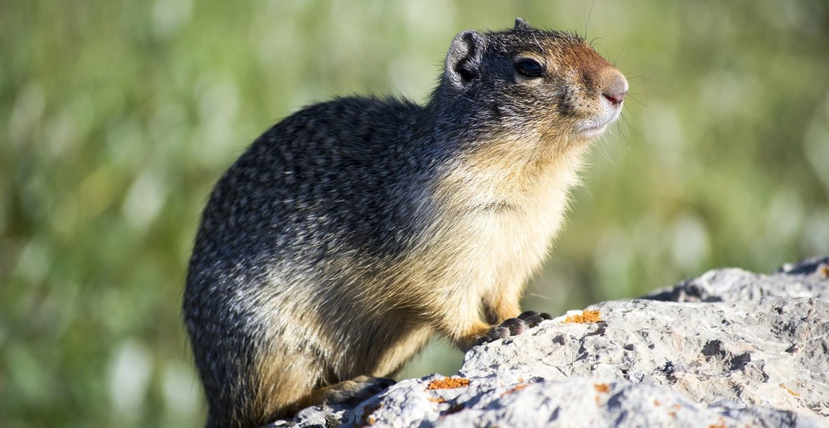 Капибара сумчатый