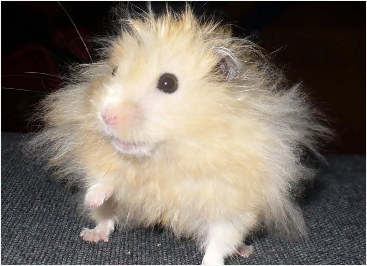 Сирийский хомяк длинношерстный