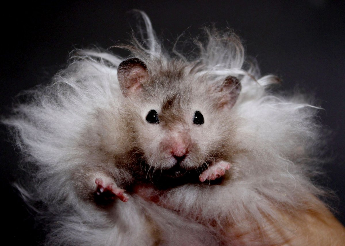 Хомячки породы сирийский