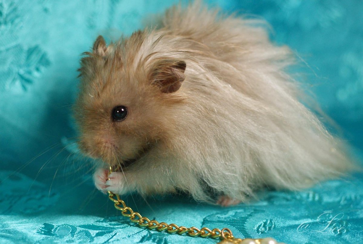 Сирийский ангорский хомяк