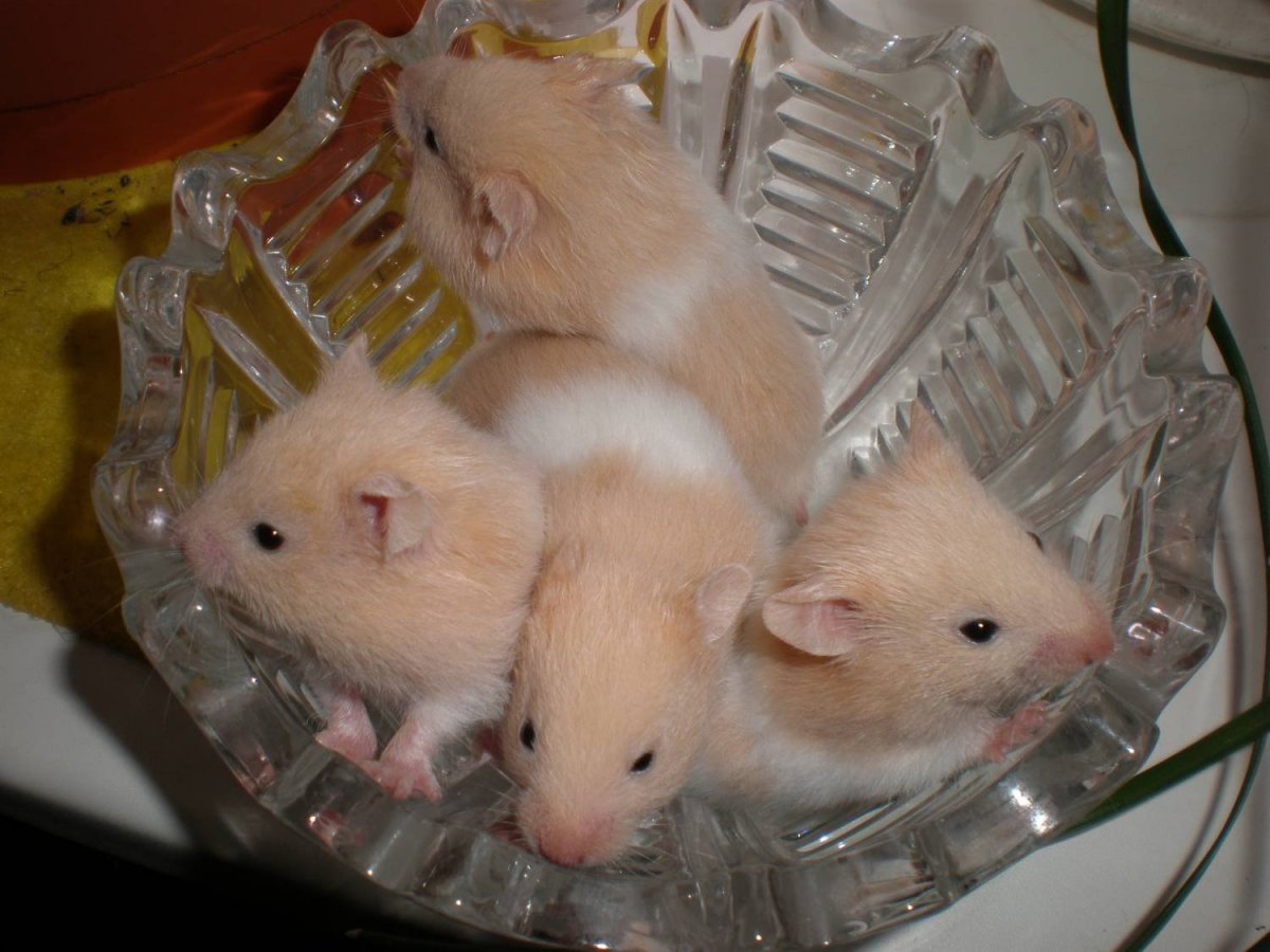 Хомяки породы сирийские