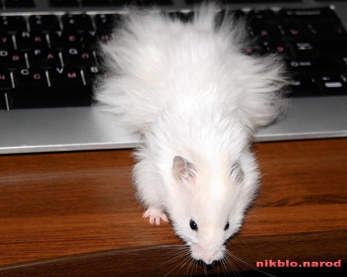 Сирийский ангорский хомяк