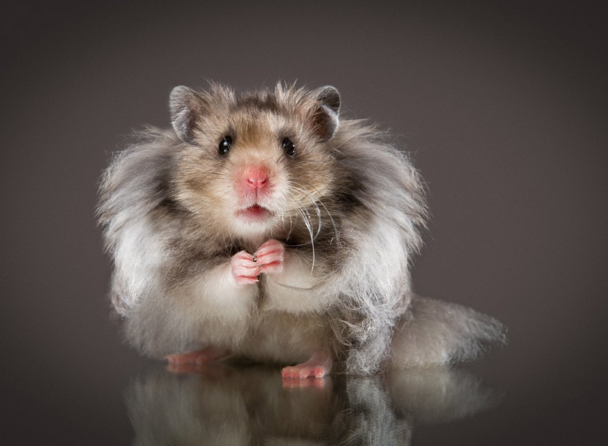 Сирийский хомяк длинношерстный