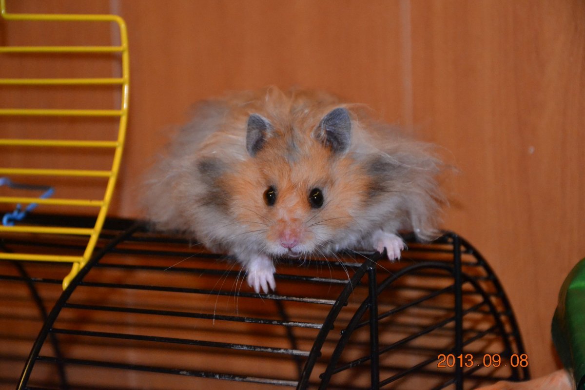 Рыжий сирийский ангорский хомяк