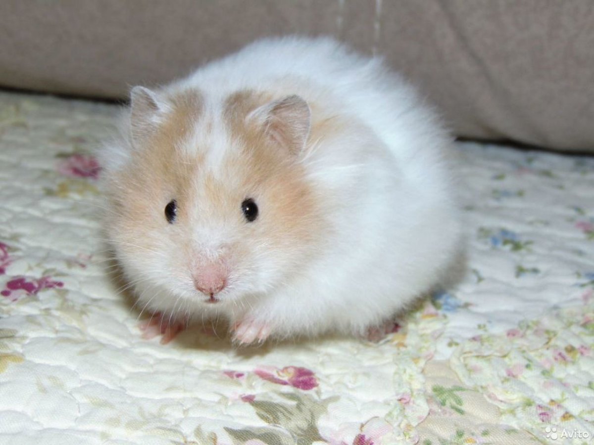 Хомяк сирийский