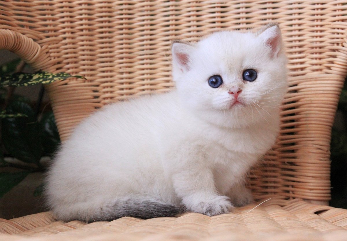 Голубая тикированная шиншилла