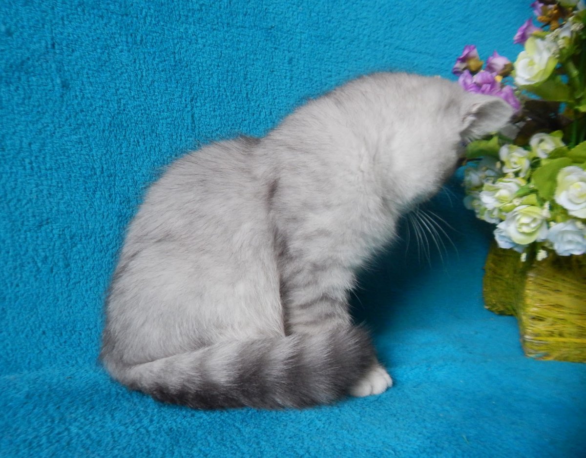 Скоттиш страйт фото