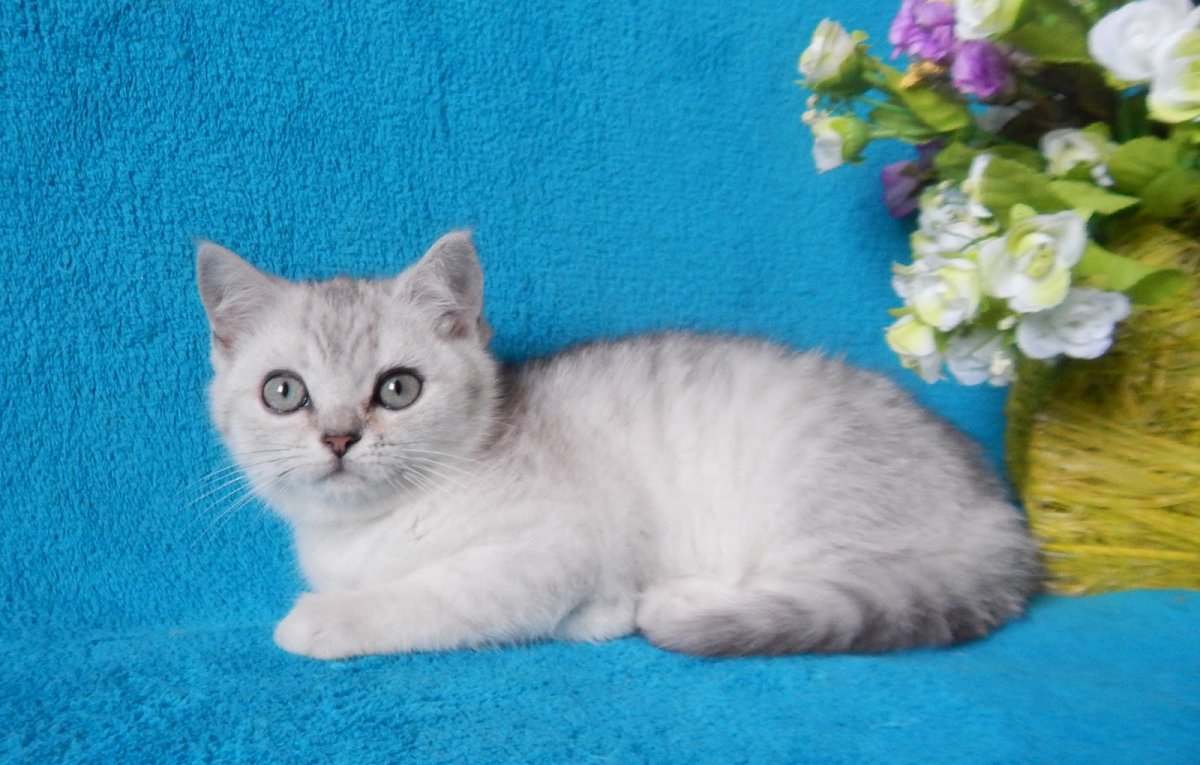 Скоттиш страйт Сильвер