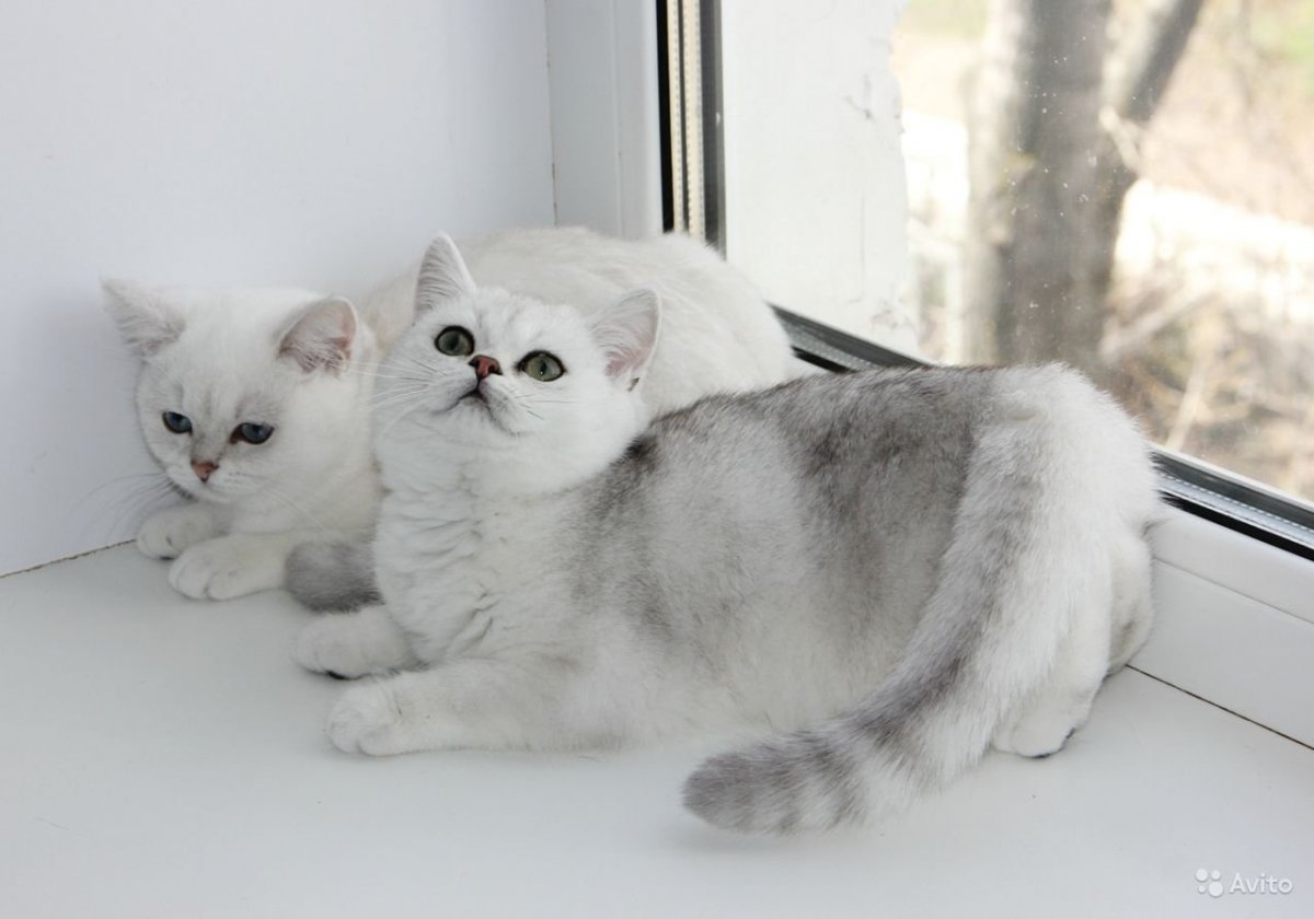 Голубая шиншилла кот