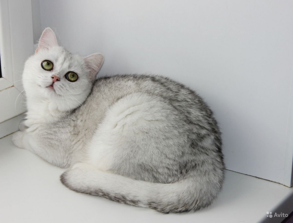 Британская шиншилла