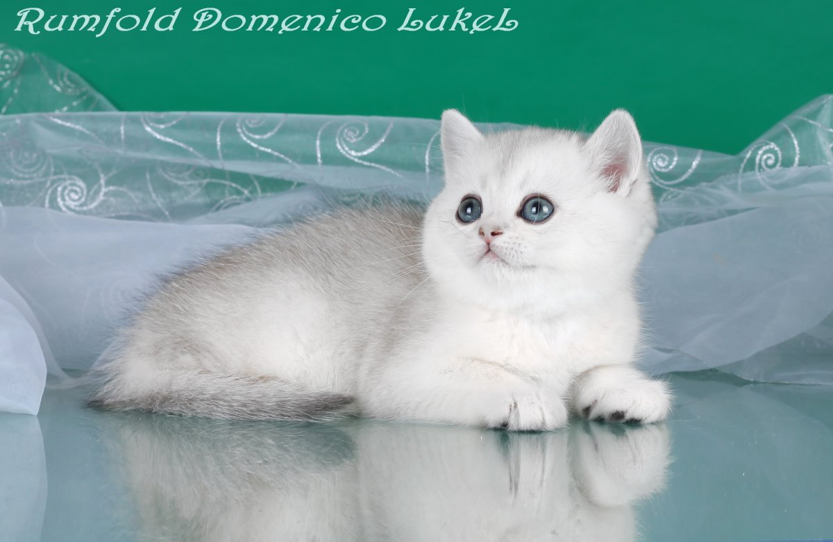 Скоттиш страйт серебристая шиншилла