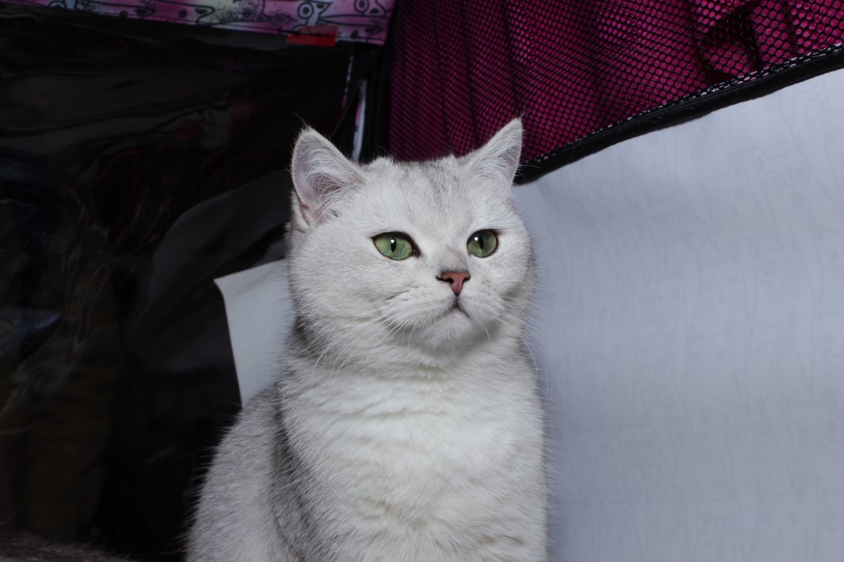 Прямоухие шиншиллы серебристые