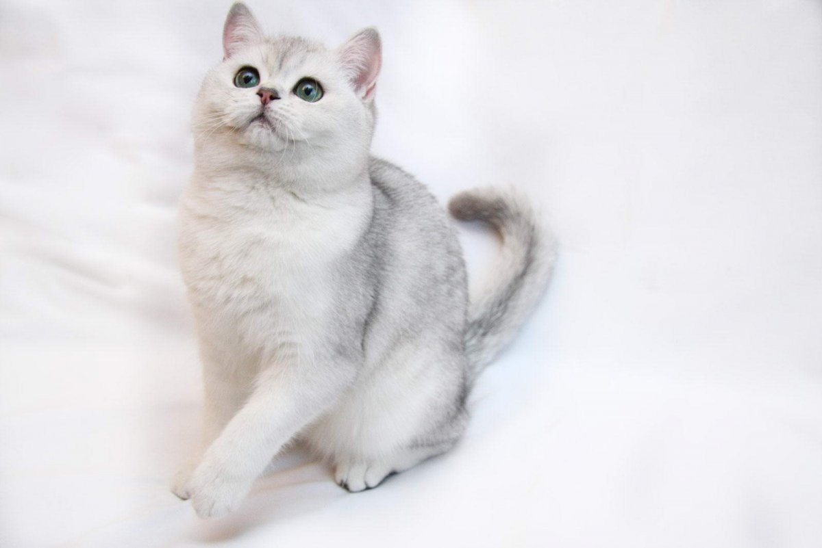 Шотландская прямоухая шиншилла