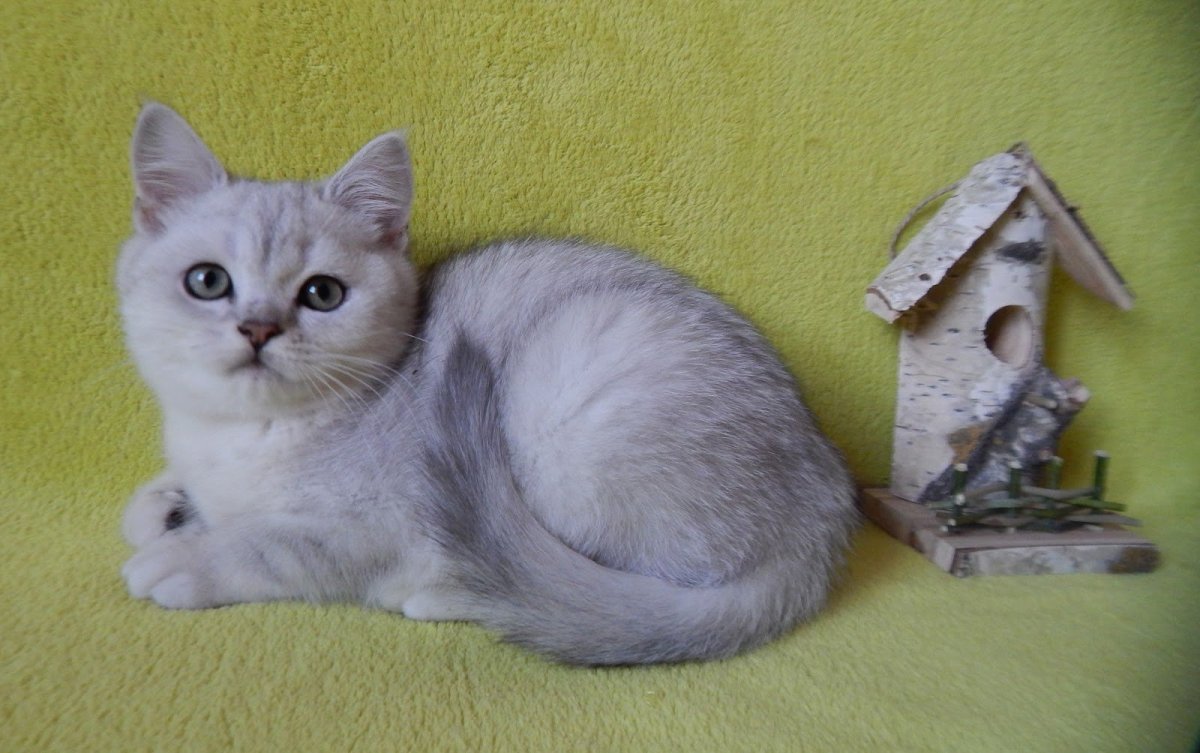 Шотландская шиншилла ns11