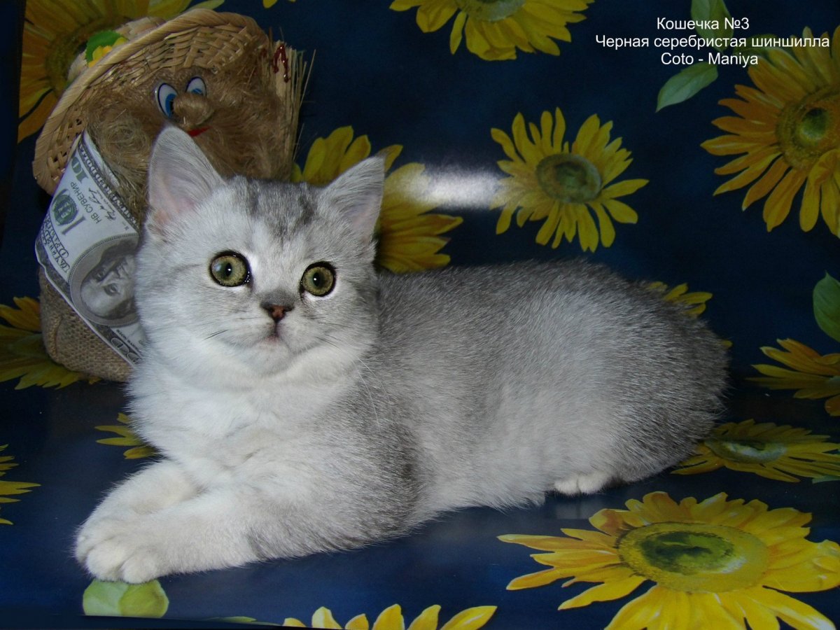 Серебристая тикированная шиншилла Шотландская
