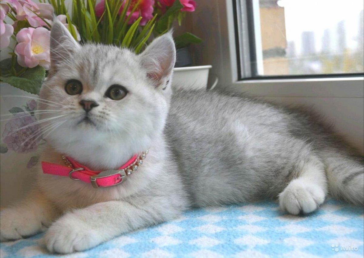 Шотландская кошка прямоухая серебристая шиншилла
