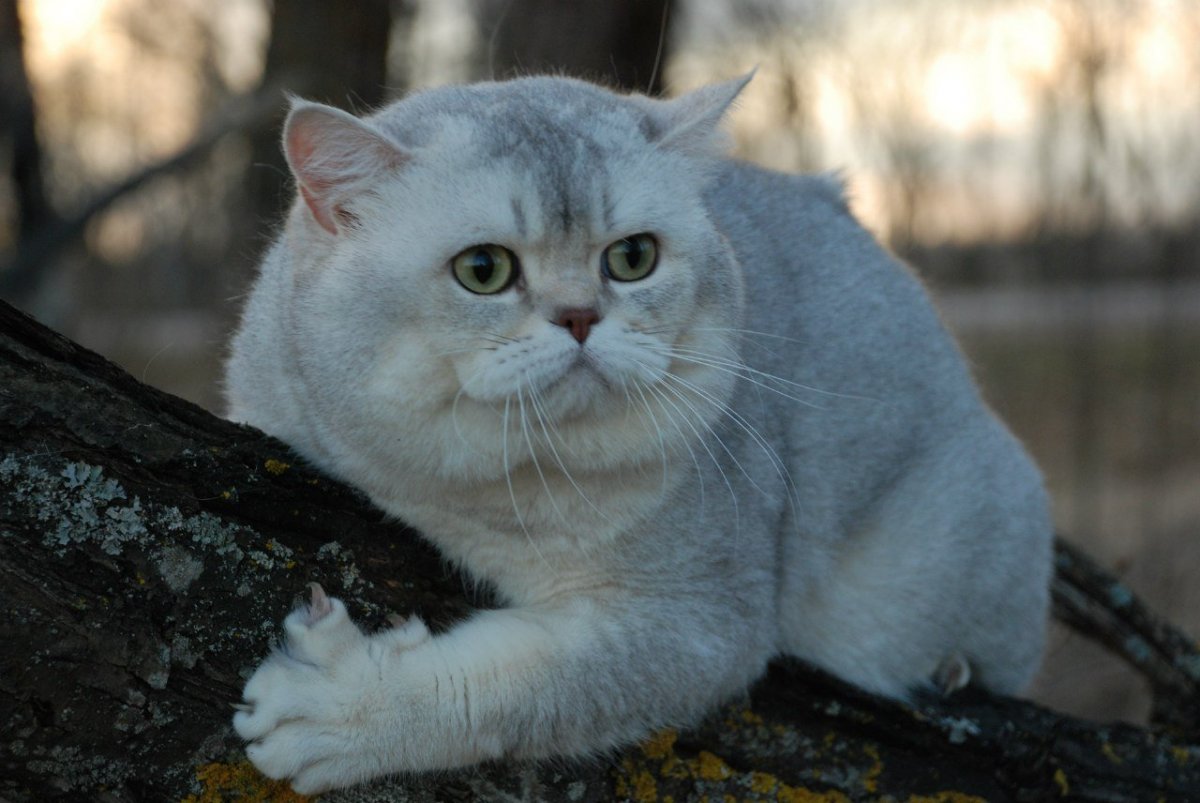 Шотландцы прямоухие серебристая шиншилла