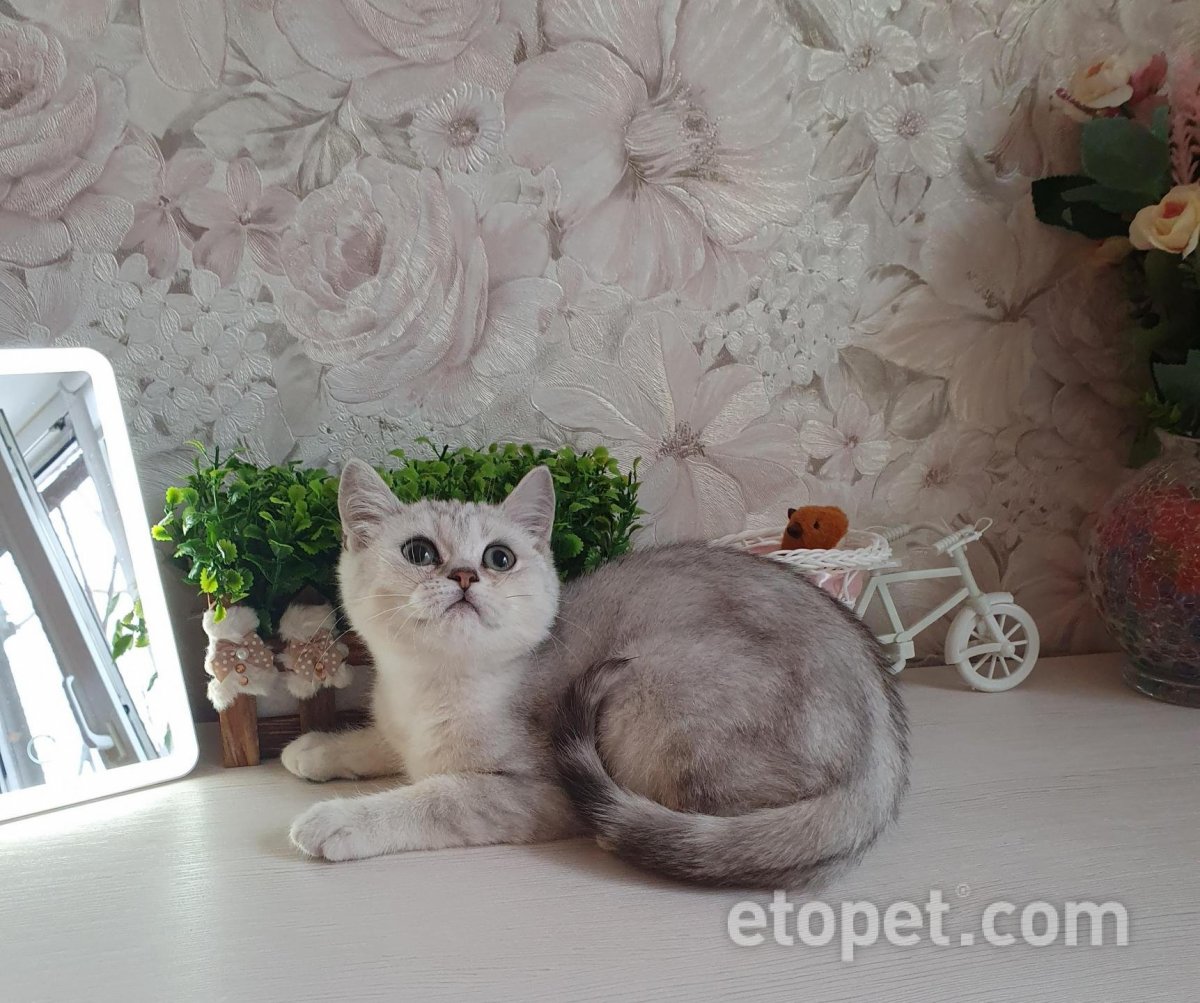 Шотландская скоттиш страйт шиншилла