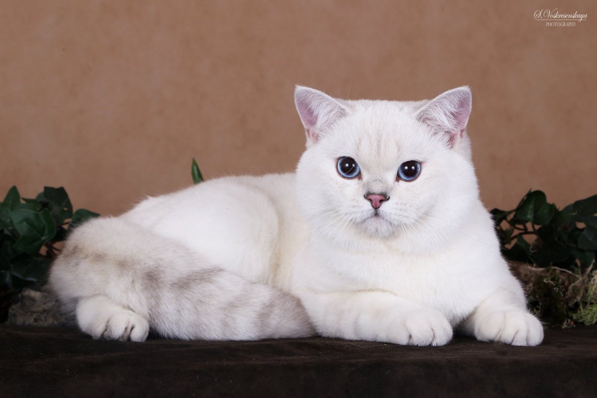 Кот на вязку серебристая шиншилла шотландский страйт