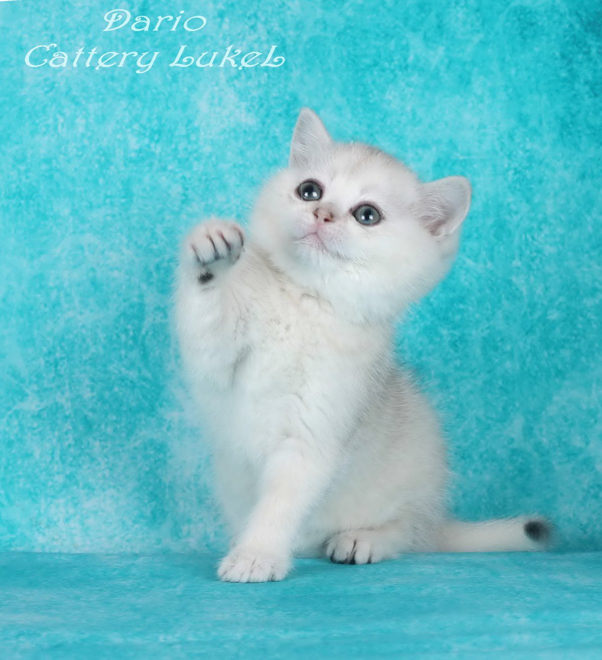 Серебряная шиншилла вислоухая зеленоглазая