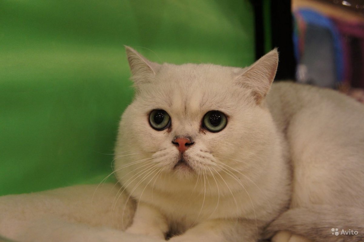 Серебристая шиншилла колорпоинт