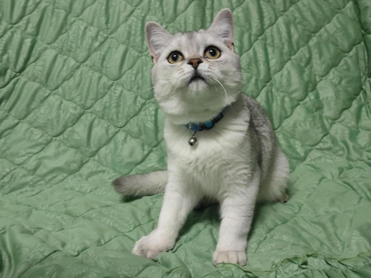 Скоттиш страйт Хосико шиншиллового окраса