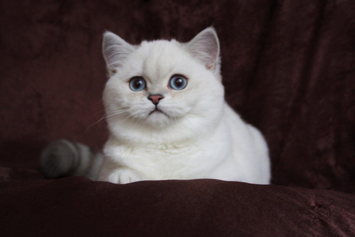 Золотая шиншилла и серебристая шиншилла