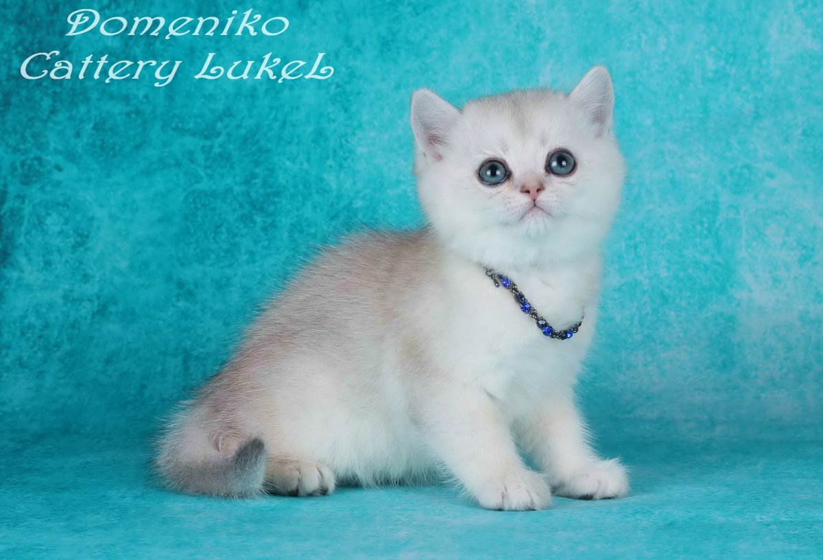 Шотландская шиншилла окрас камео