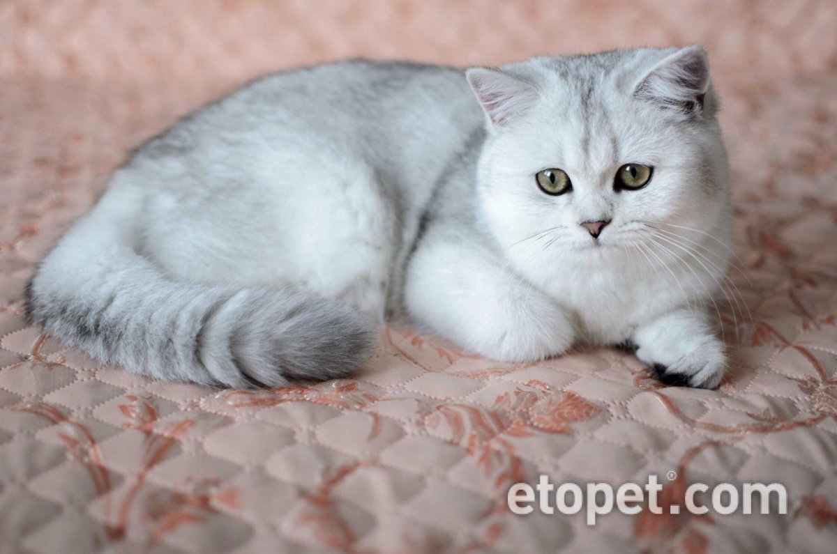 Британская шиншилла котята прямоухая