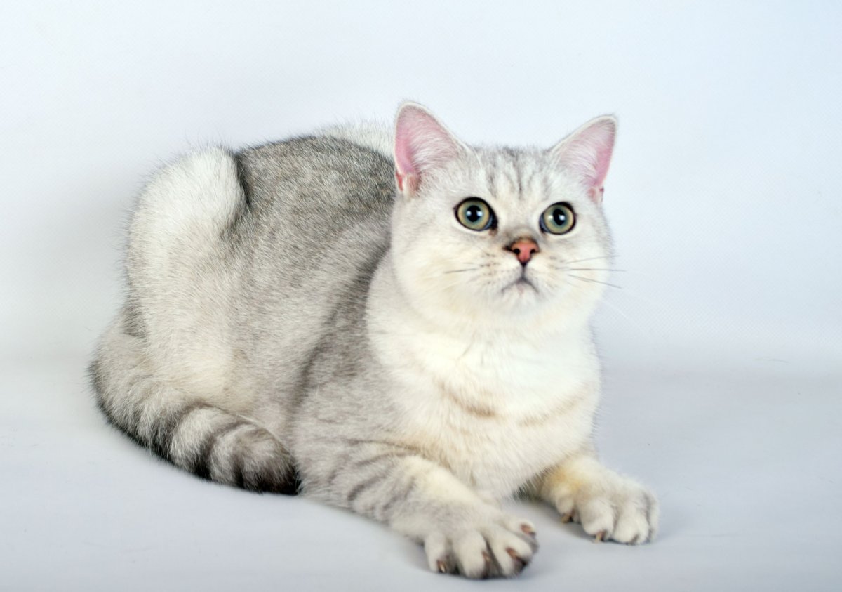 Британская шиншилла Коби