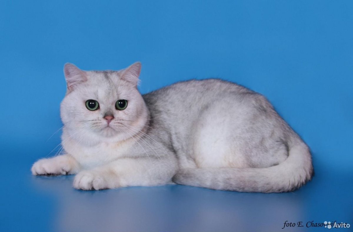 Кот цвета шиншиллы смотрит в окно