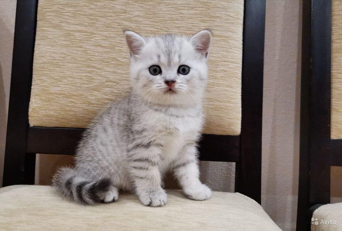 Шотландская прямоухая шиншилла