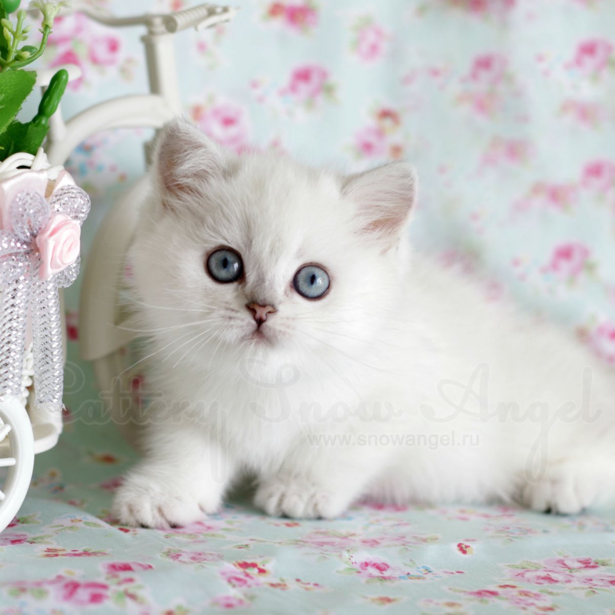 Шотландская шиншилла Пойнт