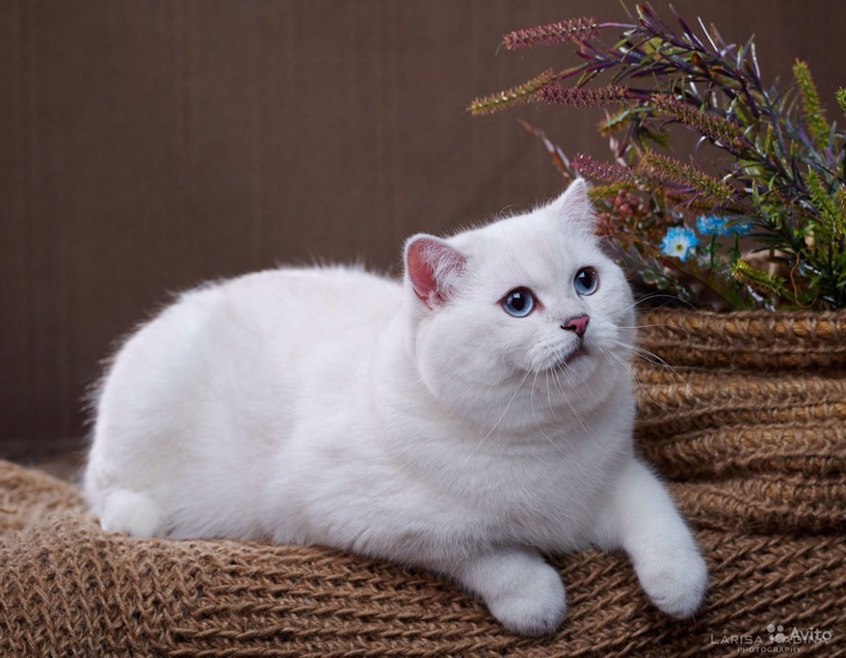 Британская шиншилла