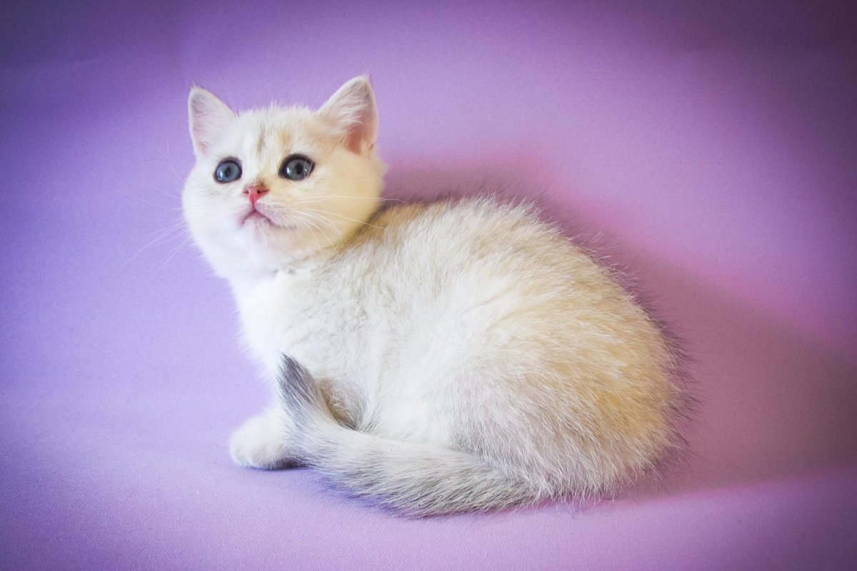 Шиншилла Пойнт