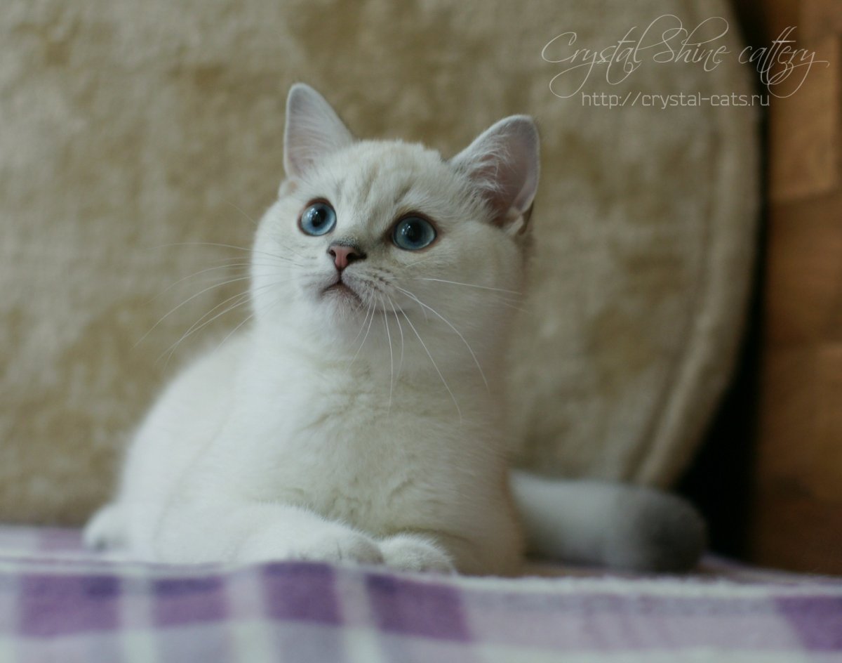 Доброе утро коты британские шиншиллы