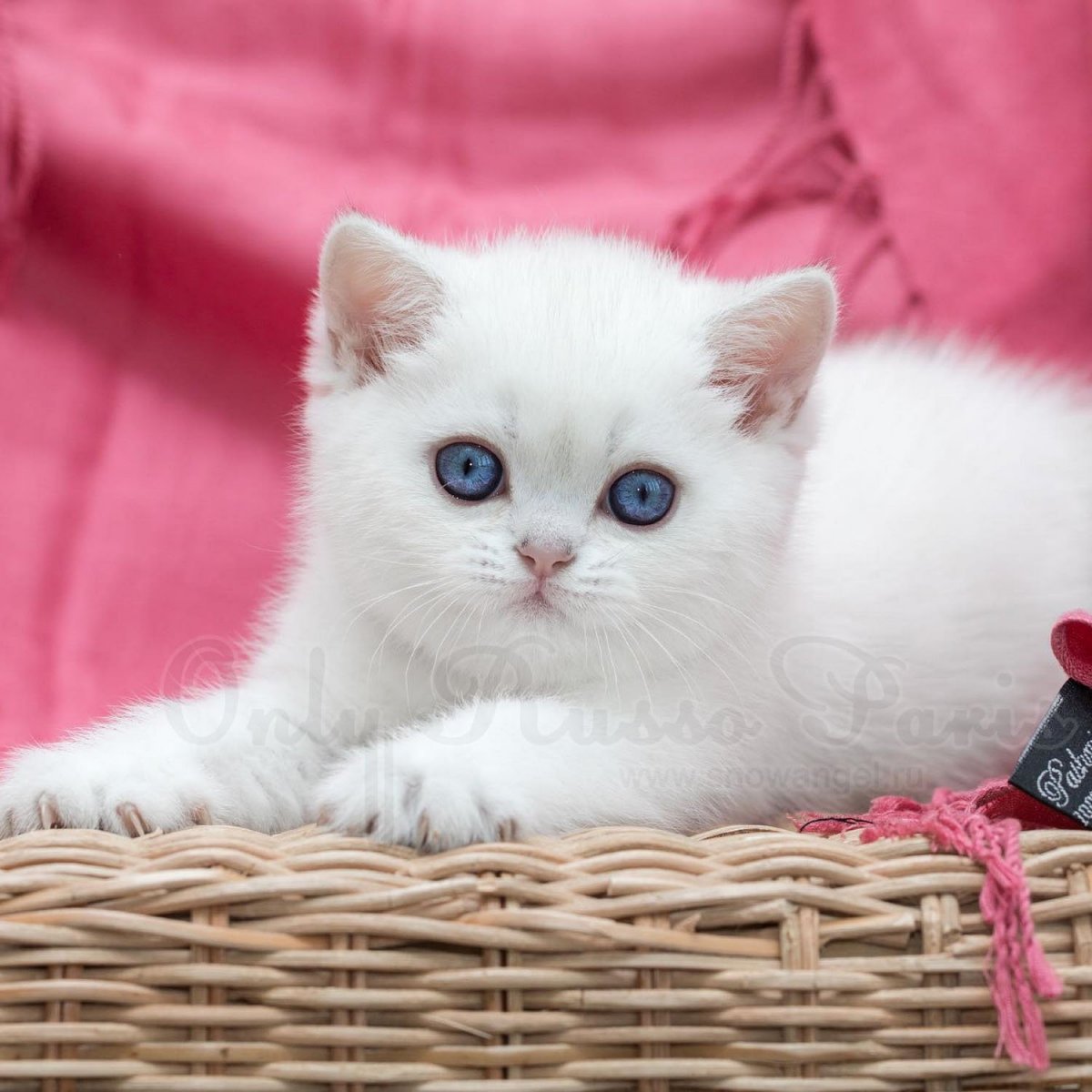 Шиншилла Пойнт Коби