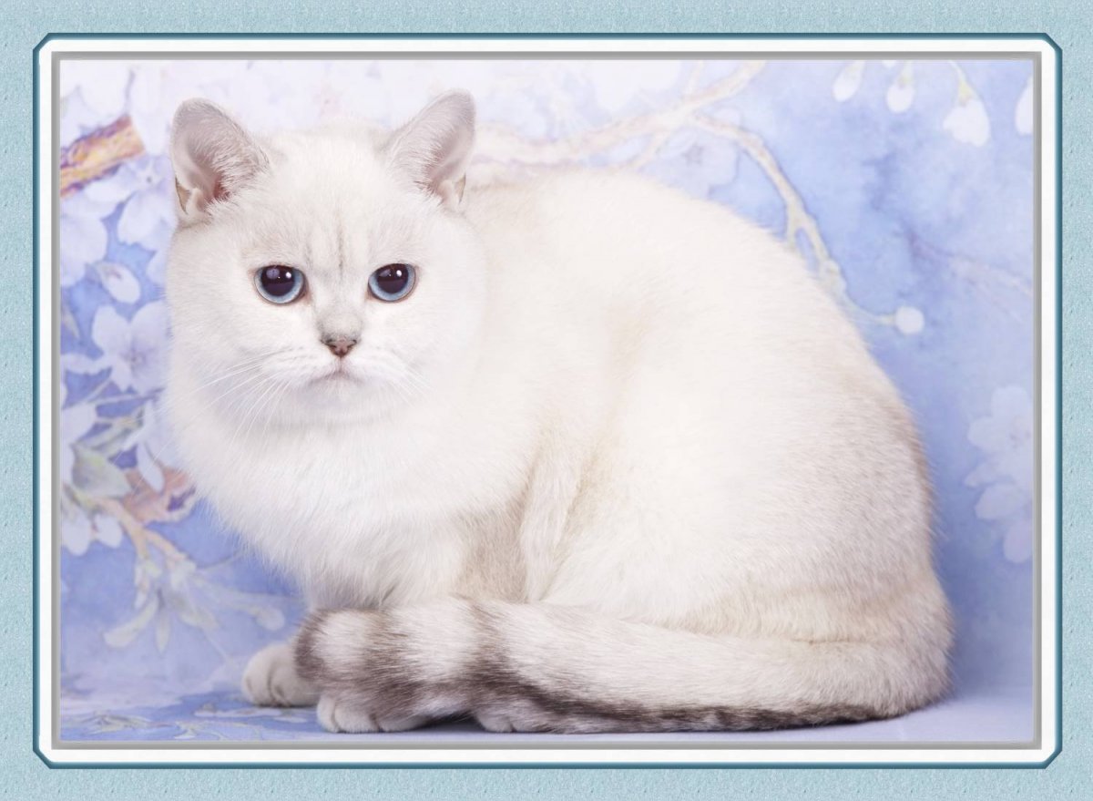 Британский кот шиншилла