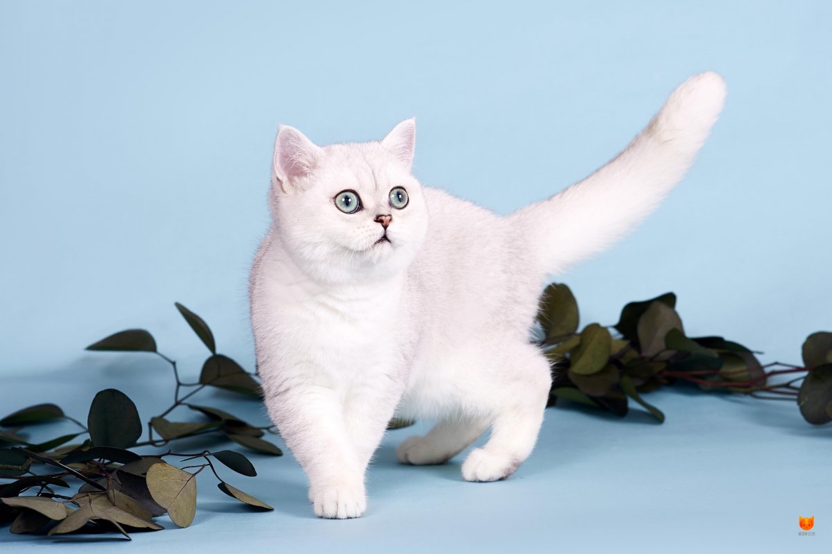 Британская короткошёрстная шиншилла Пойнт