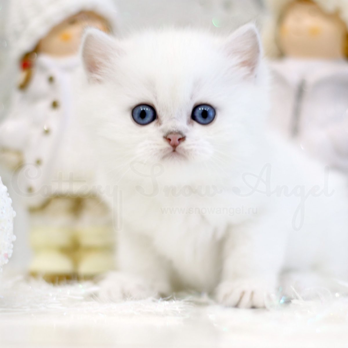 Шотландская вислоухая затушеванный Пойнт