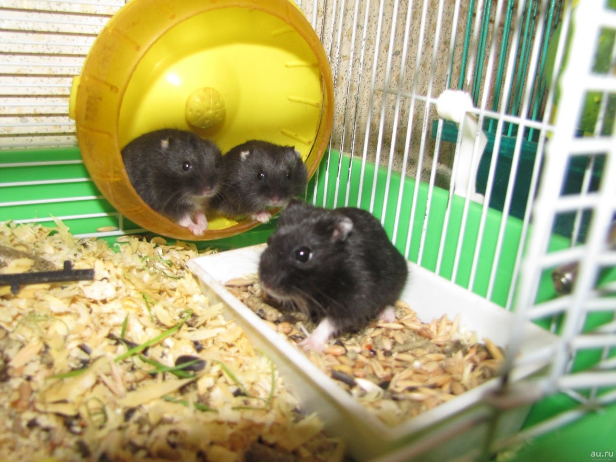 Хомяки джунгарики черный