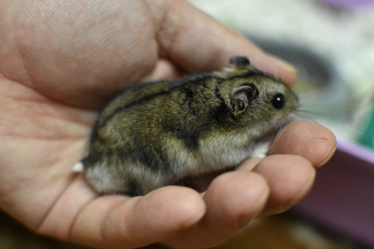 Сибирский хомяк серый