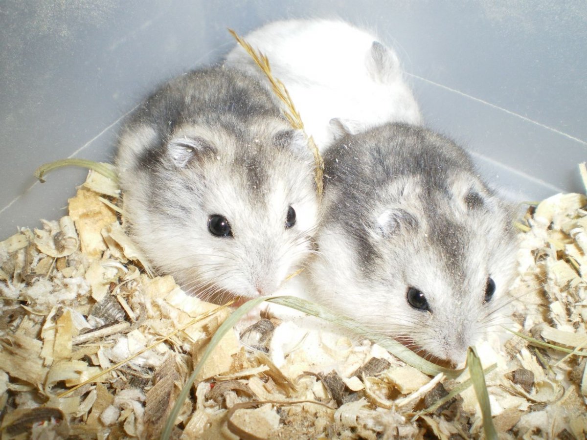 Хомяк джунгарский