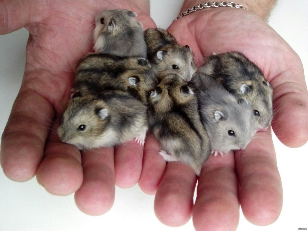 Джунгарские хомячки Грызуны