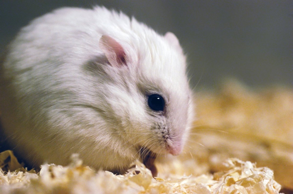 Хомячки джунгарики