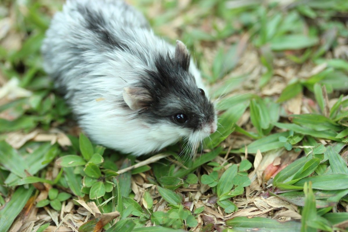 Хомяк домашний джунгарский