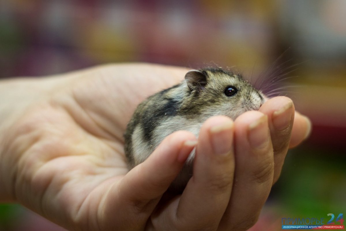 Хомяки породы Роборовского Кэмпбелла