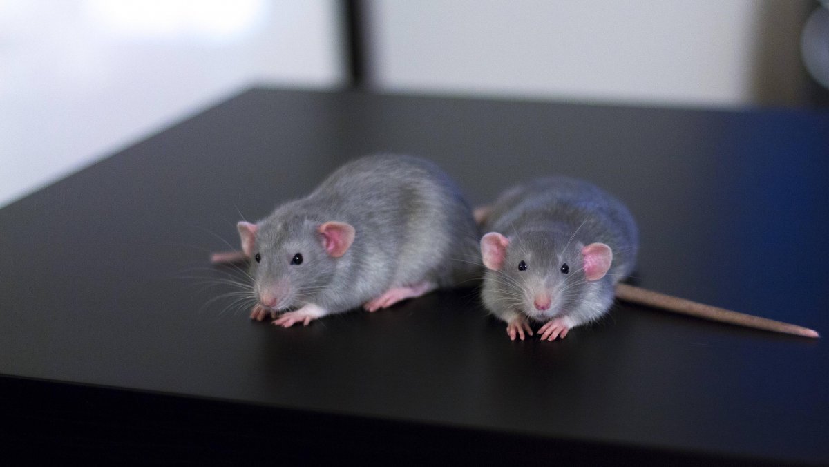 Мышь Дамбо взрослая