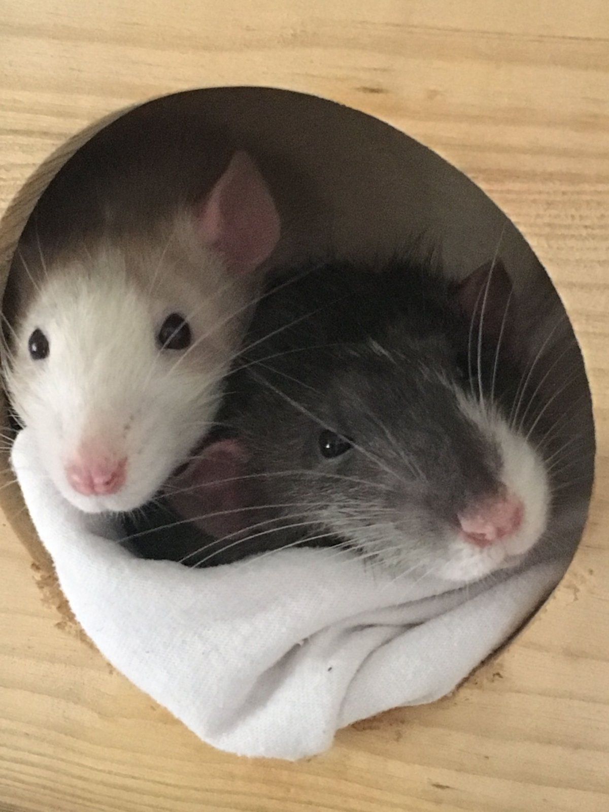 Домовая мышь белая